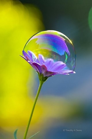 association graines de bulles